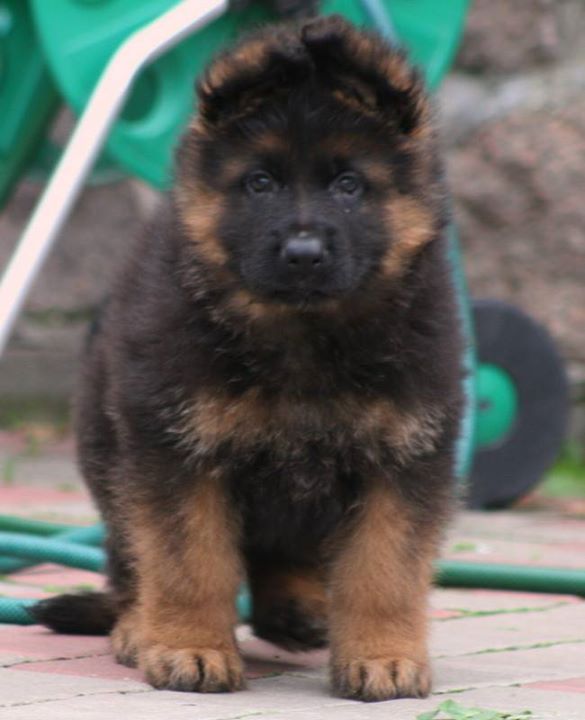 Image of GERMAN SHEPHERD posted on 2022-08-22 04:07:05 from Mumbai